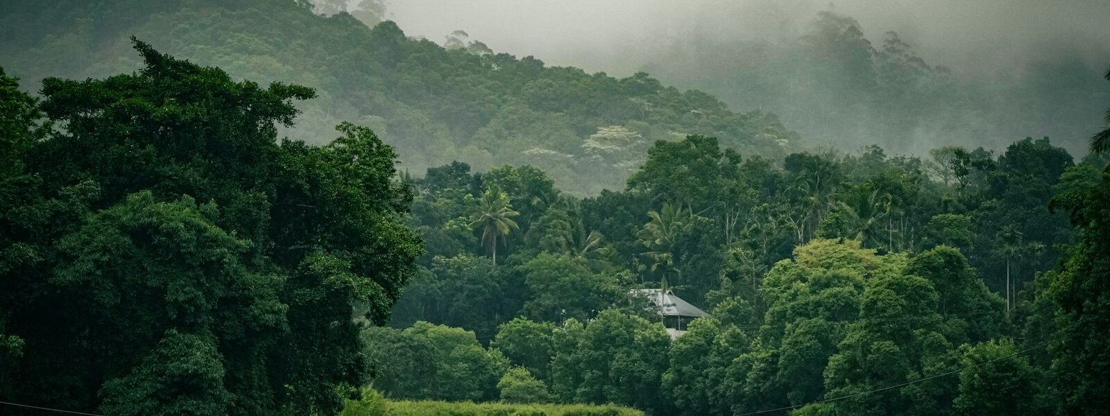 a body of water surrounded by lush green trees